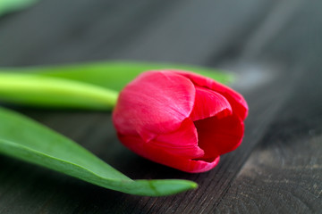 Tulip on black background.
