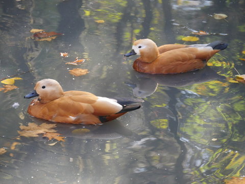 Enten im Herbstteich
