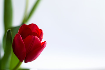 Bouquet of red tulips on white background.