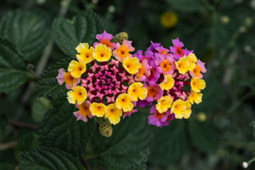Bunch of tiny yellow and pink flowers