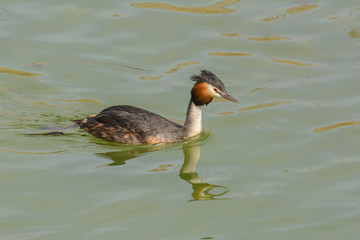 Schwimmender Haubentaucher im grünen See