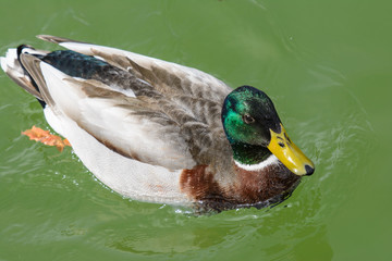 Obraz premium Stockenten Erpel im grünem Wasser in Sonnenlicht