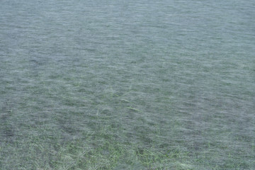 New lawn with green grass under nonwoven fabric for mulching. Background