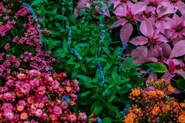 Fototapeta na wymiar Colorful flowers pattern