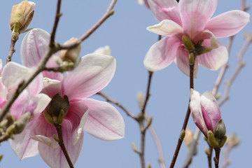 Magnolien Blüten
