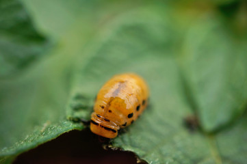 Insekt - Kartoffelkäferlarve