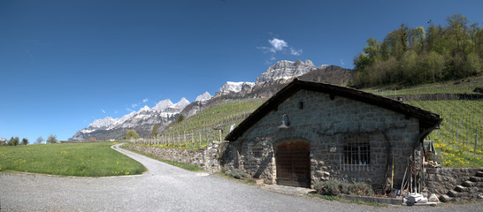 Oelberg vineyard in Winter with view of Churfirsten, Walenstadt, Swiss Alps