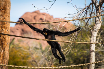 gibbon swing on rope in zoo