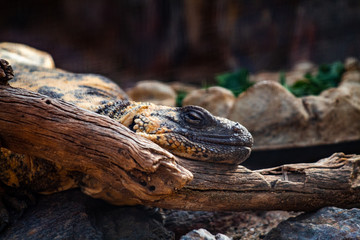 lizard sleeping on branch