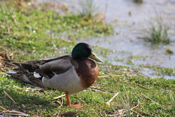 anatra nel lago di castel gandolfo, roma, lazio