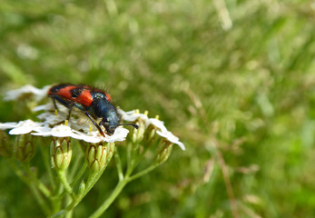 Insekt - Zottiger Bienenkäfer
