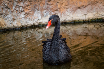 portrait of black swan