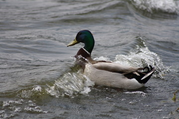 anatra  nel lago di castel gandolfo affronta le onde