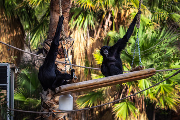 bonobos sitting on a swing in a zoo