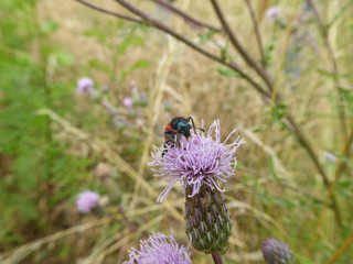 Insekt - Zottiger Bienenkäfer