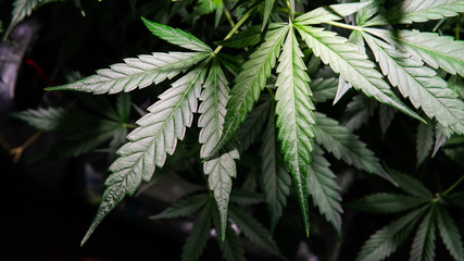 healthy cannabis leaves  in the growing process.