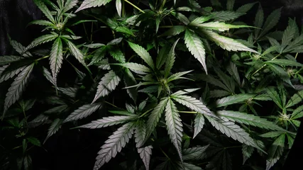 Fotobehang growing marijuana indoor. Grow Tent for Growing Cannabis © contentdealer