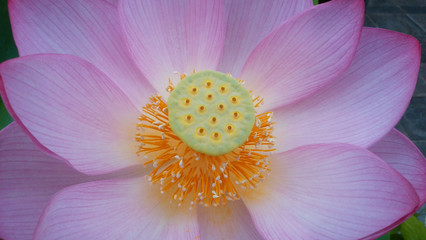  蓮　花　癒し　仏　天国　ピンク　涅槃