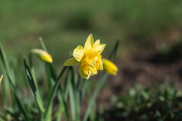 Spring flower narcissus in the garden