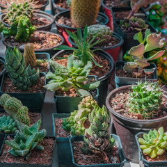 Tiny cactus species in flower pots