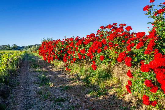 Arbustes de rosiers rouges entre la route et des vignobles. Provence au printemps, France. 