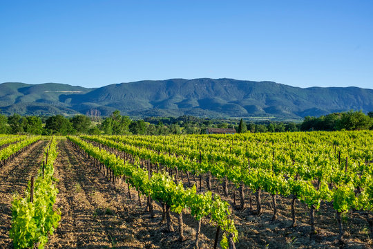 Vue sur les vignes au printemps, montagne de Luberon en arrière plan. Provence, France. 