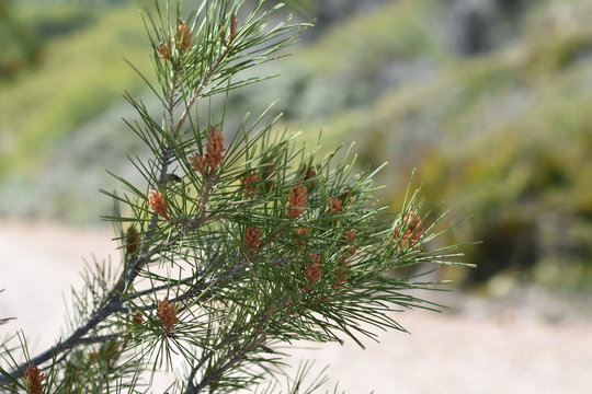 arbol