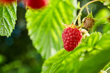 Close-up of ripe organic raspberry hanging on a branch in the fruit garden