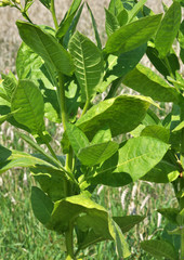 Fototapeta na wymiar Leaves and stems of tobacco