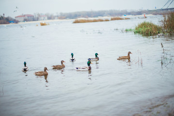 Ducks swim in the river near the shore