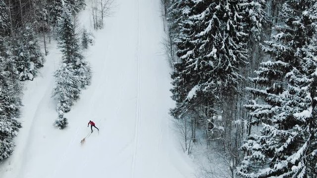 Aerial view of amateur male person cross-country skiing in winter forest landscape with dog