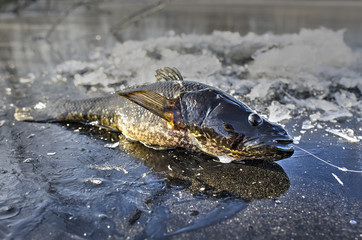fish caught on winter fishing in the winter lies on the ice