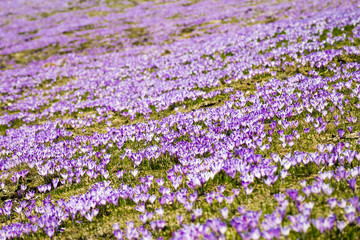  Meadow of crocuses on Velika Planina / Big Pasture Plateau in Slovenia