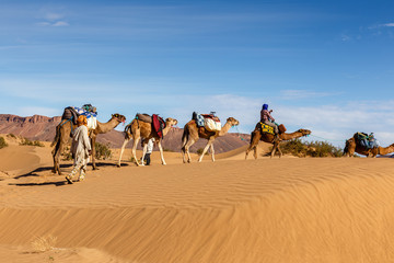 Fototapeta premium Camel caravan going through the sand dunes in the Sahara Desert, Morocco
