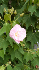 花　ピンク　夏　癒し