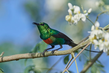 Beautiful sunbird (Cinnyris pulchella)