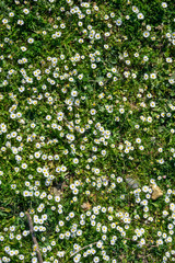 chamomile field, top view