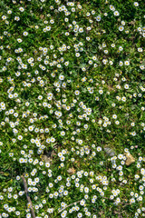 Obraz na płótnie Canvas chamomile field, top view