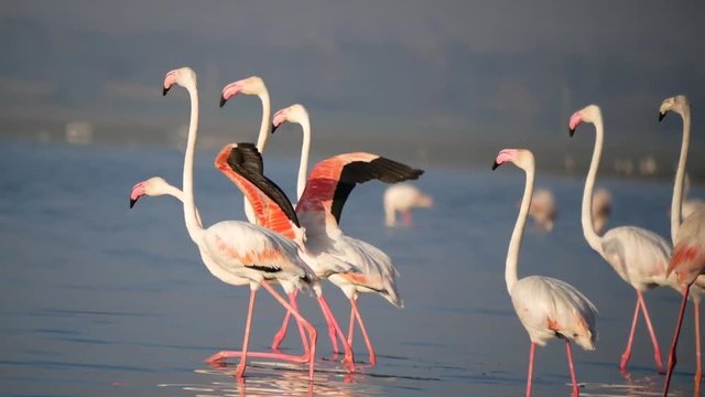 Group of flamingo in lake