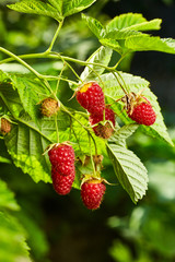 Close-up of ripe organic raspberry hanging on a branch in the fruit garden