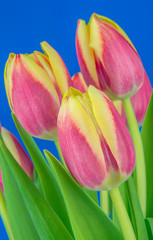 tulipany na niebieskim tle 2