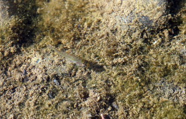 Alevín de Percasol (Lepomis gibbosus) o sunfish, pez de la familia Centrarchidae.