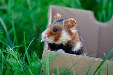 European hamster in a box being freed
