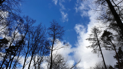 tree and blue sky