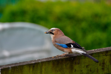 jay in the garden