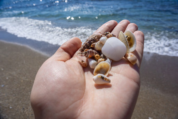 seashells in the palm against the background of the sea and the beach