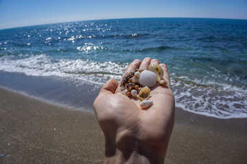 seashells in the palm against the background of the sea and the beach