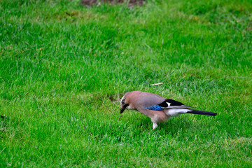 jay in the garden