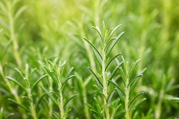 Green fresh rosemary spicy herb sprouts