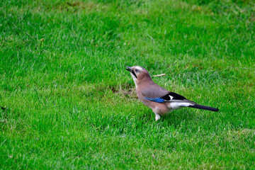 jay in the garden